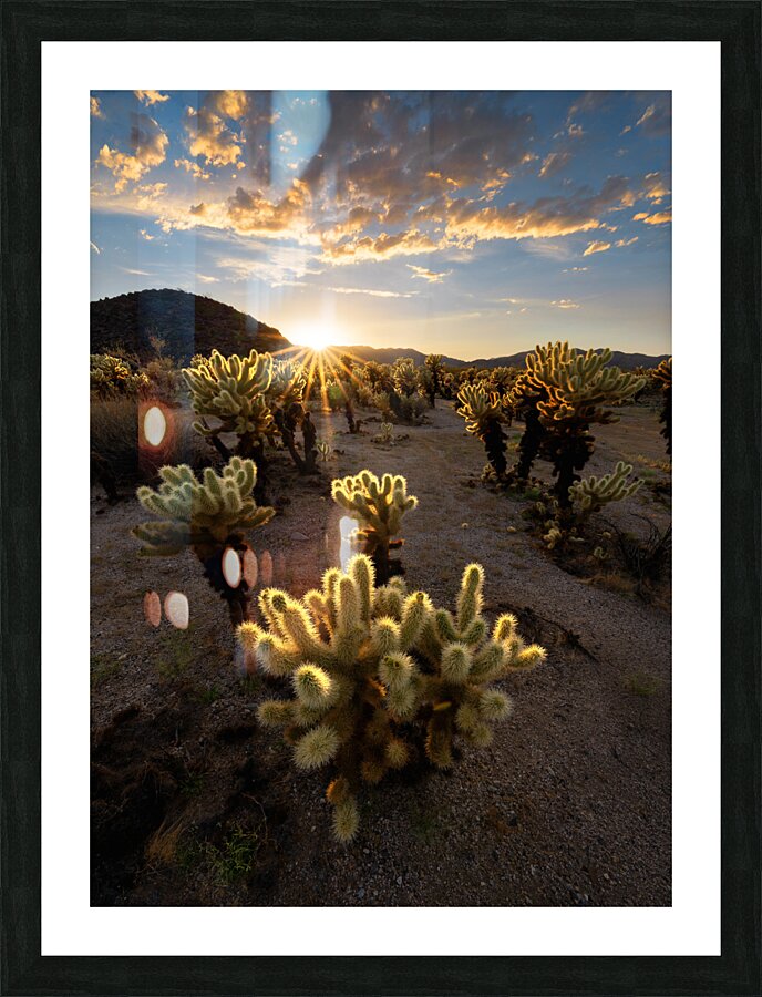 Cactus Garden At Sunset Picture Frame print