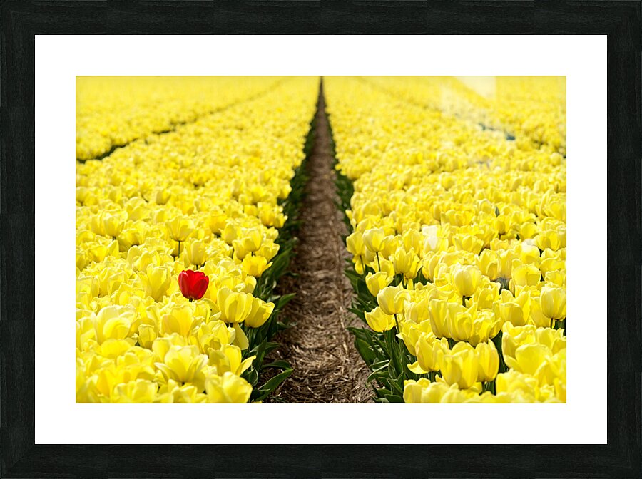 Red Amongst The Yellows Picture Frame print