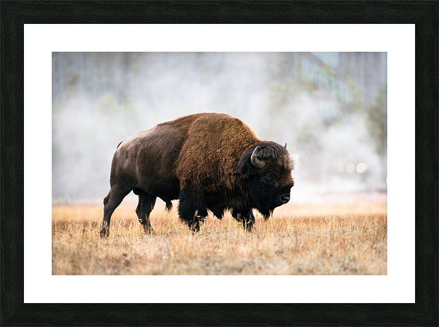 American Buffalo Picture Frame print