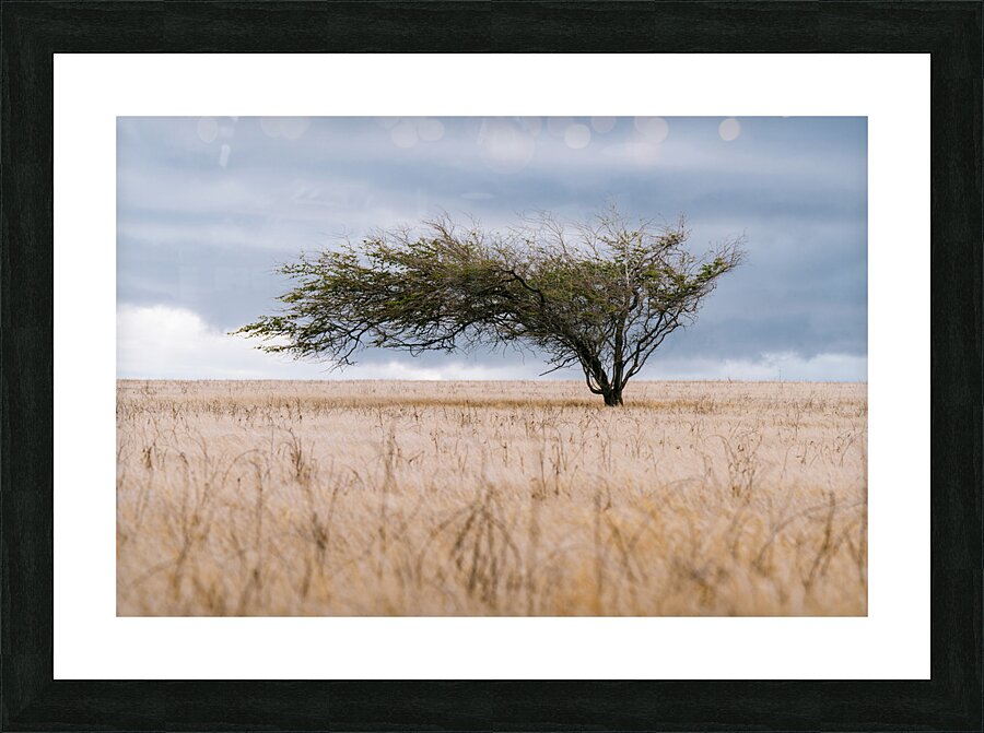 Shaped By Wind Picture Frame print