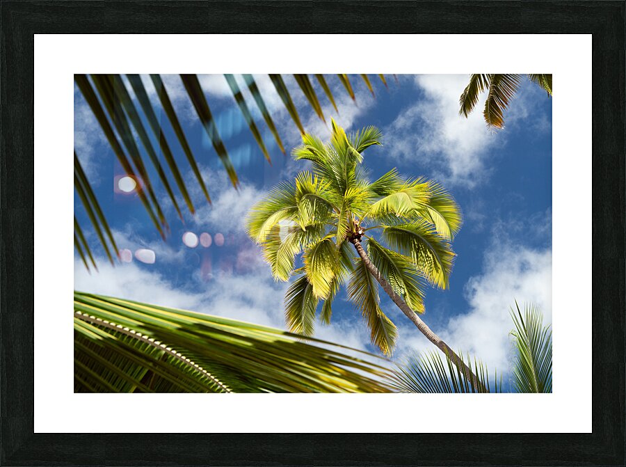 Palm Tree Skies Picture Frame print