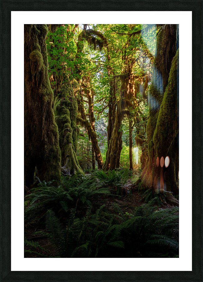 The Rainforest Picture Frame print
