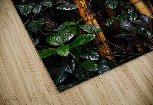 Hawaiian Forest Wes Powell puzzle