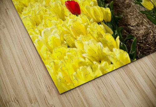 Red Amongst The Yellows Wes Powell puzzle