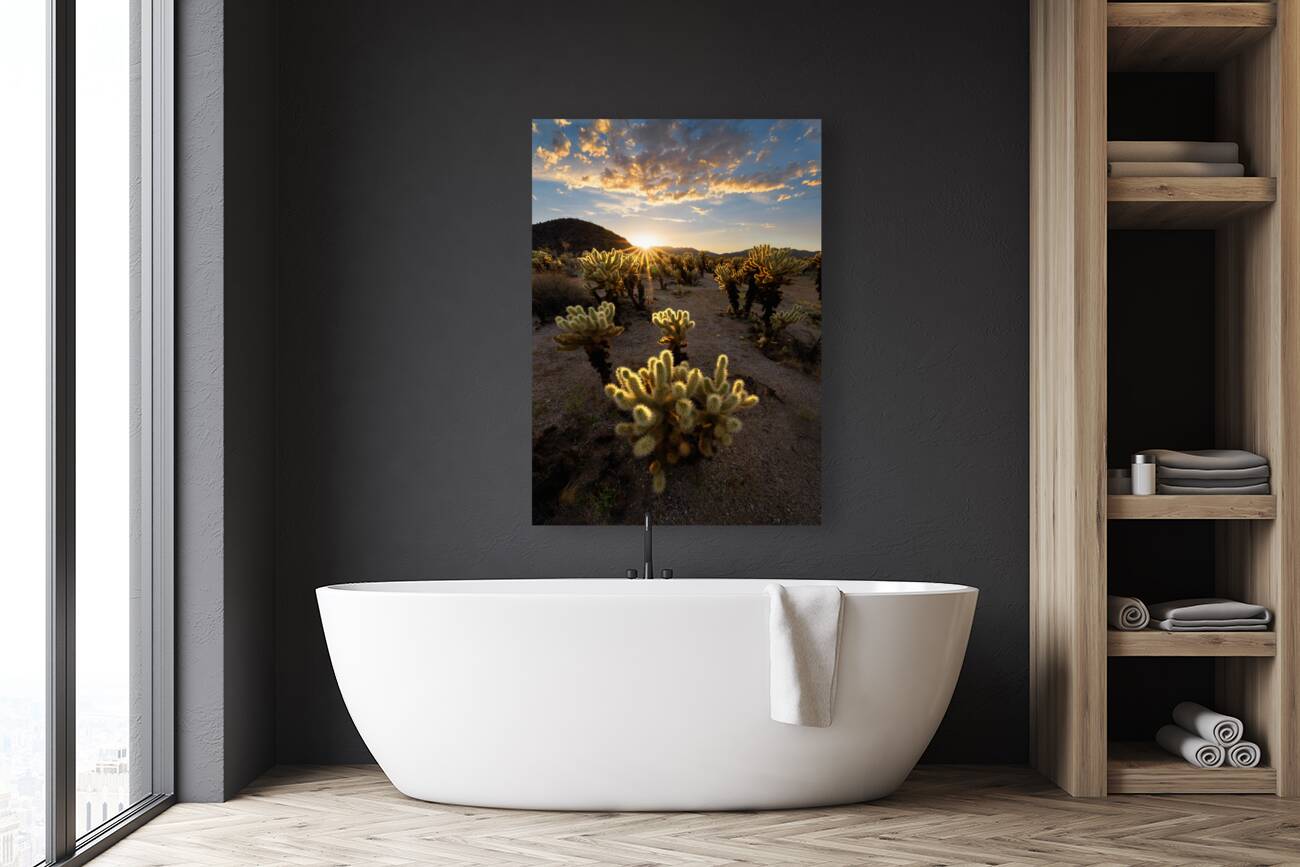 Cactus Garden At Sunset Reproduction