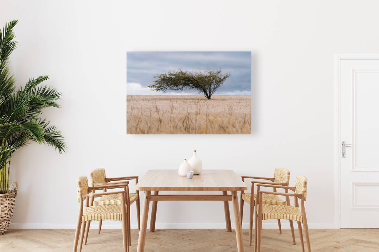 Shaped By Wind Reproduction