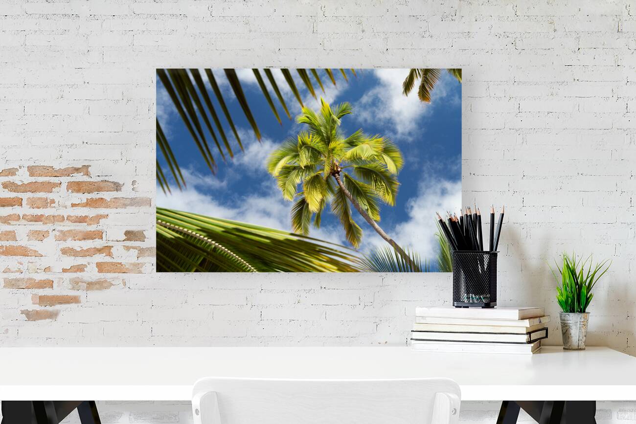 Palm Tree Skies Reproduction