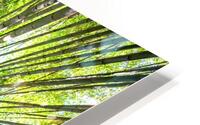 Bamboo Forest HD Metal print