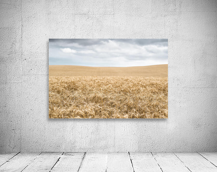 Fields Of Wheat Wall Preview