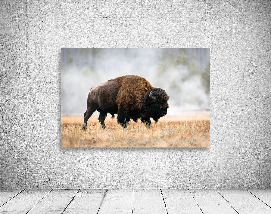 American Buffalo Wall Preview