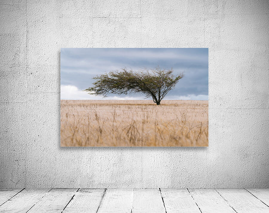 Shaped By Wind Wall Preview