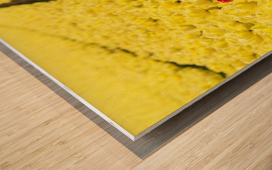 Red Amongst The Yellows Wood print