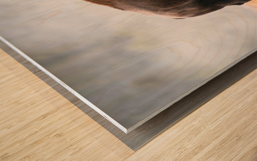 American Buffalo Wood print