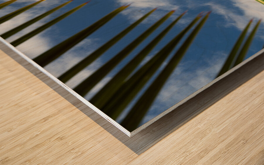 Palm Tree Skies Wood print