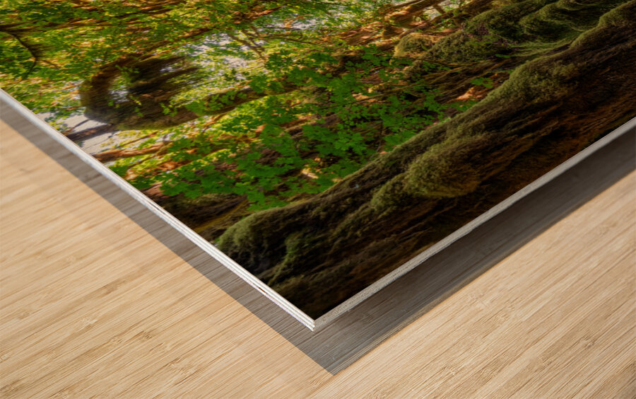 The Rainforest Wood print