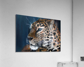 Contemplar Acrylic Print
