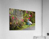 Stable Colors Acrylic Print