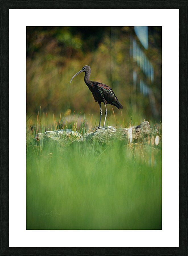 Through The Grass Picture Frame print