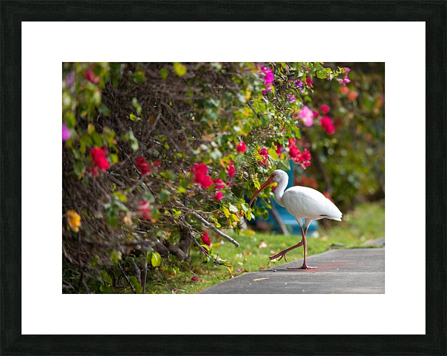 Stable Colors Picture Frame print