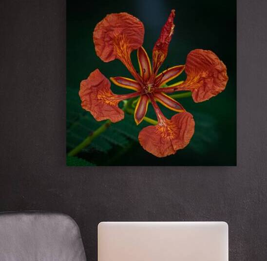 La Flor Marchita by Seymour Studio