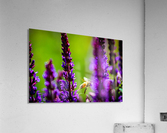Where the Wild Things Bloom Acrylic Print