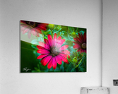 African Daisy Acrylic Print