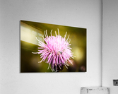 Rocky Mountain Thistle Acrylic Print