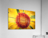 Yellow Macro Acrylic Print