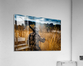 DSC01414 Acrylic Print