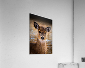  DSC0280 Acrylic Print
