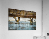 Photo 08 Acrylic Print
