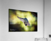 Photo 11 Acrylic Print