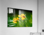 Photo 56 Acrylic Print