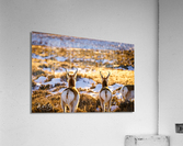 Photo 95 Acrylic Print