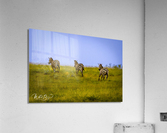Photo 106 Acrylic Print