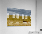 Photo 110 Acrylic Print