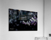 Photo 179 Acrylic Print