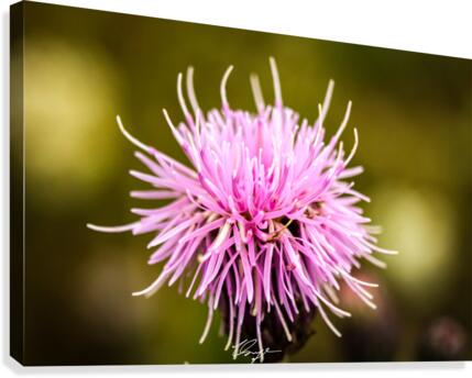 Rocky Mountain Thistle Canvas Print