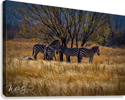 Photo 171 Canvas Print