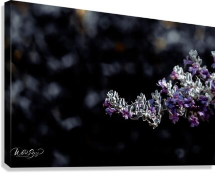 Photo 179 Canvas Print