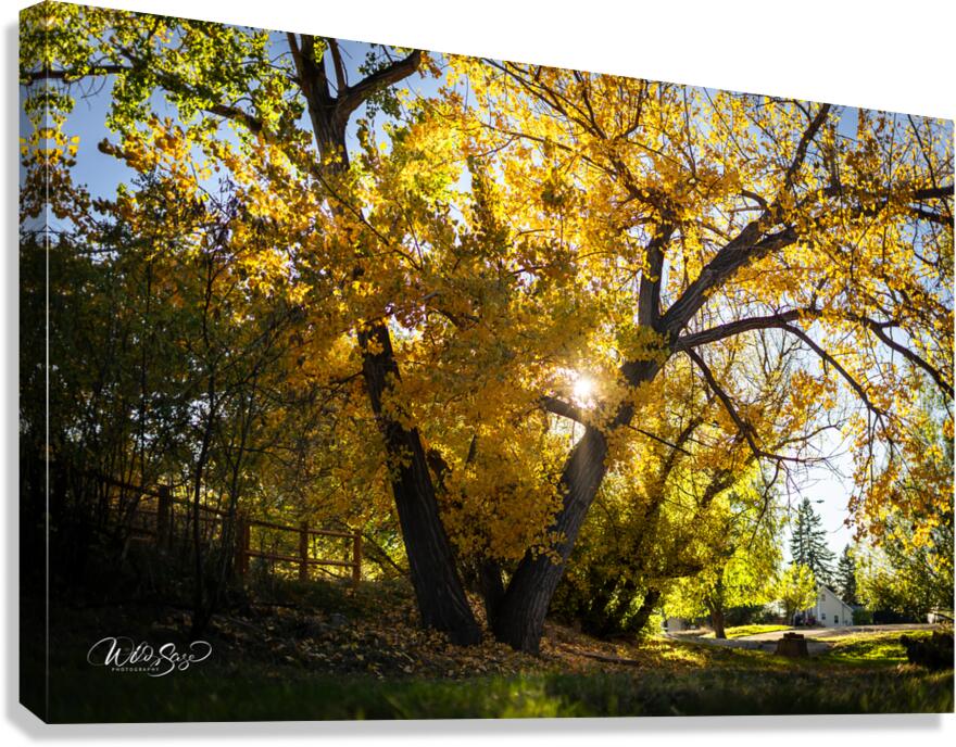 Photo 127 Canvas Print
