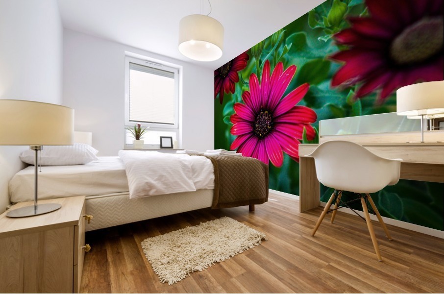 African Daisy Mural print