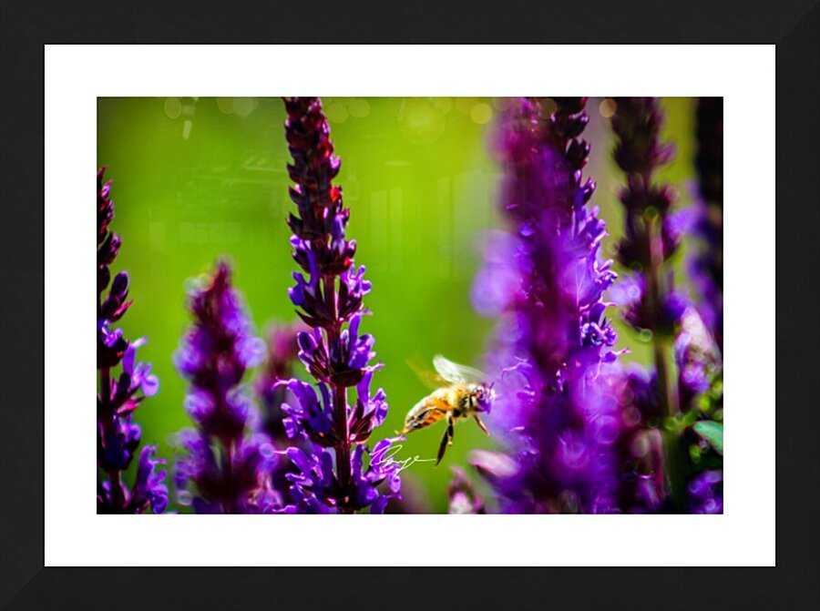 Where the Wild Things Bloom Picture Frame print