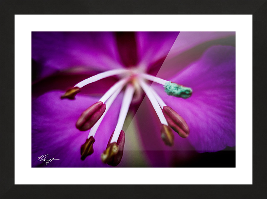 Fireweed Macro Picture Frame print