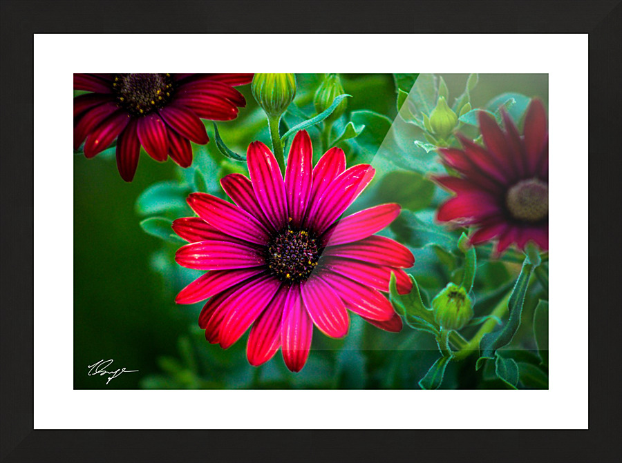 African Daisy Picture Frame print