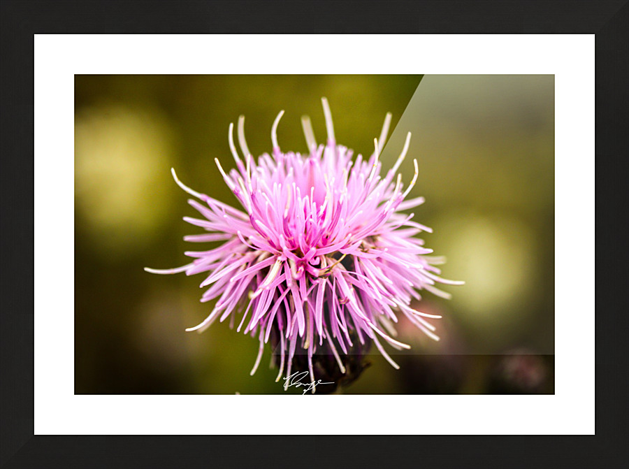 Rocky Mountain Thistle Picture Frame print