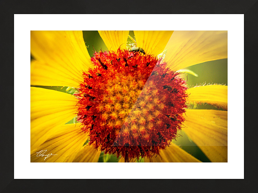 Yellow Macro Picture Frame print