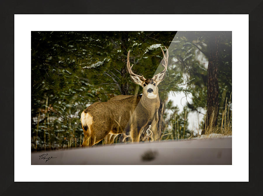 Buck Picture Frame print