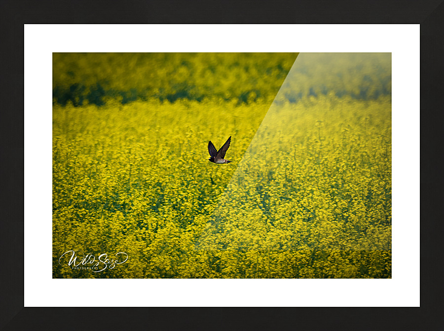 Photo 71 Picture Frame print