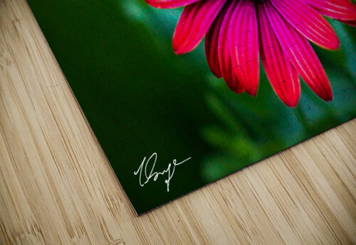 African Daisy Wild Sage Photography puzzle